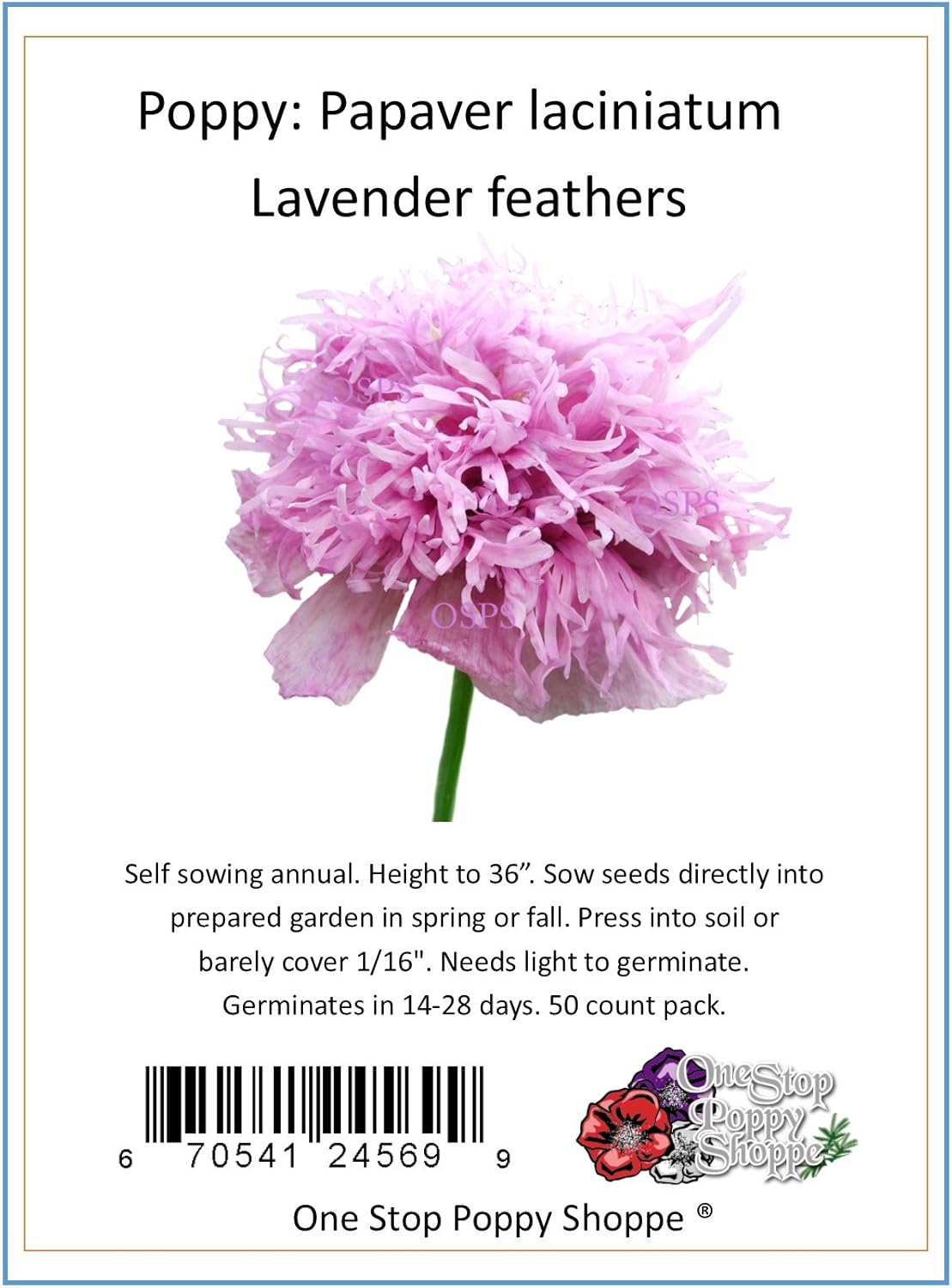 50 Poppy Flower Seeds. Lavender Feathery Poppies. One Stop