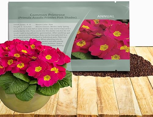 Miniatura 10 de Outsidepride Primula Acaulis Common English Cultivador de onagra Seleccionar flores de jardín para camas, bordes y recipientes, 25 semillas