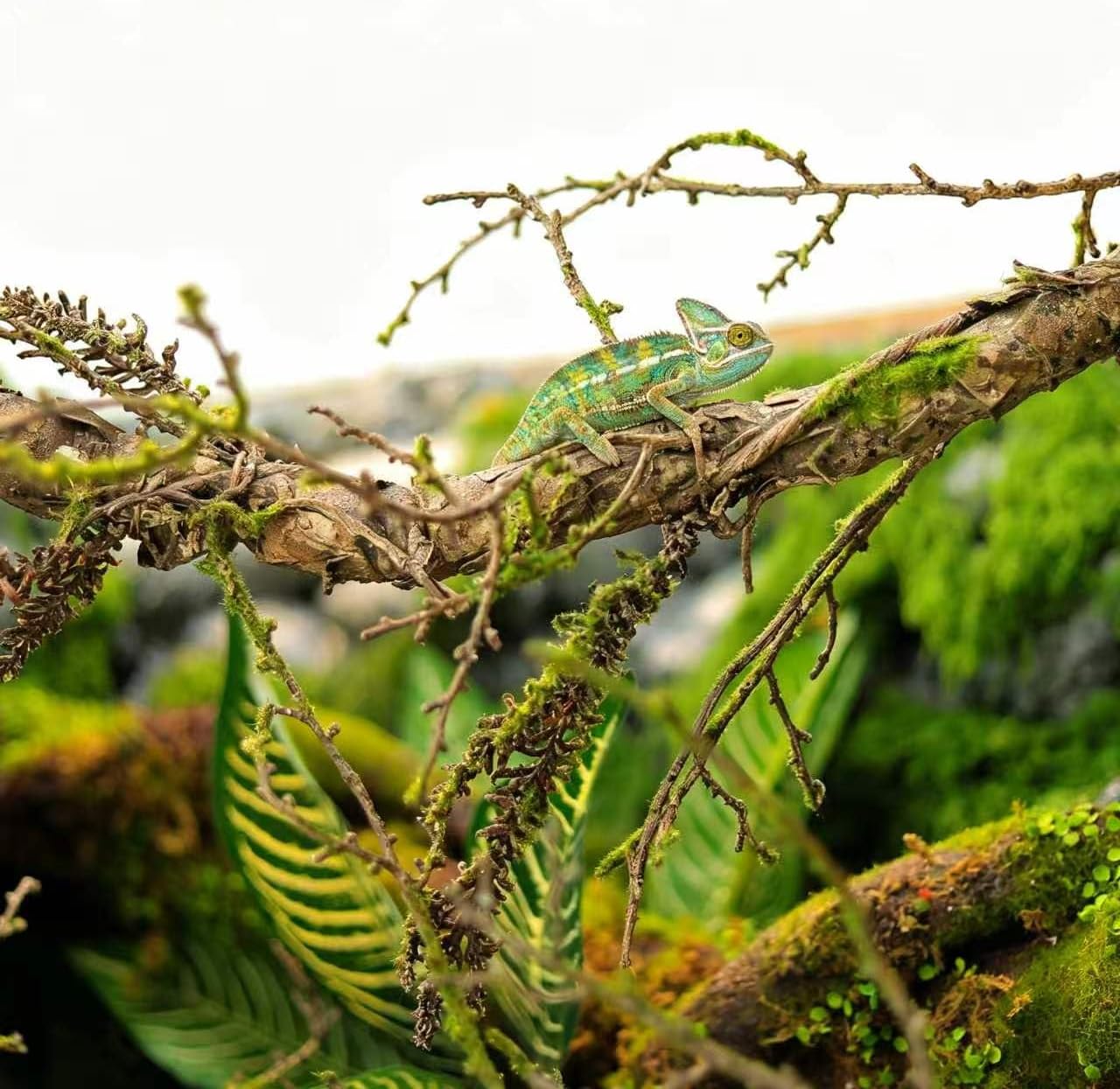 3.3FT Fake Thick Trunk Moss Tree Branches Halloween Reptile Enclosure Decor image 2