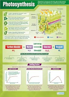 Photosynthesis | Science Posters | Gloss Paper measuring 850mm x 594mm (A1) | Science Charts for the Classroom | Education Charts by Daydream Education