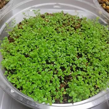 Amazon.co.jp: （種子）シンニンギア レウコトリカ 断崖の女王