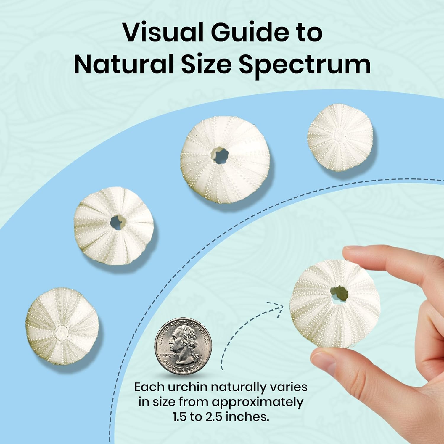 Nautical Crush Trading Sea Urchins Shells for Air Plants - 5 White Albino (1.5-2.5") Sea Urchin Shells - Hanging Air Plant Holder - Air Plants Live Holders - Air Plant Pot - No Plants Included