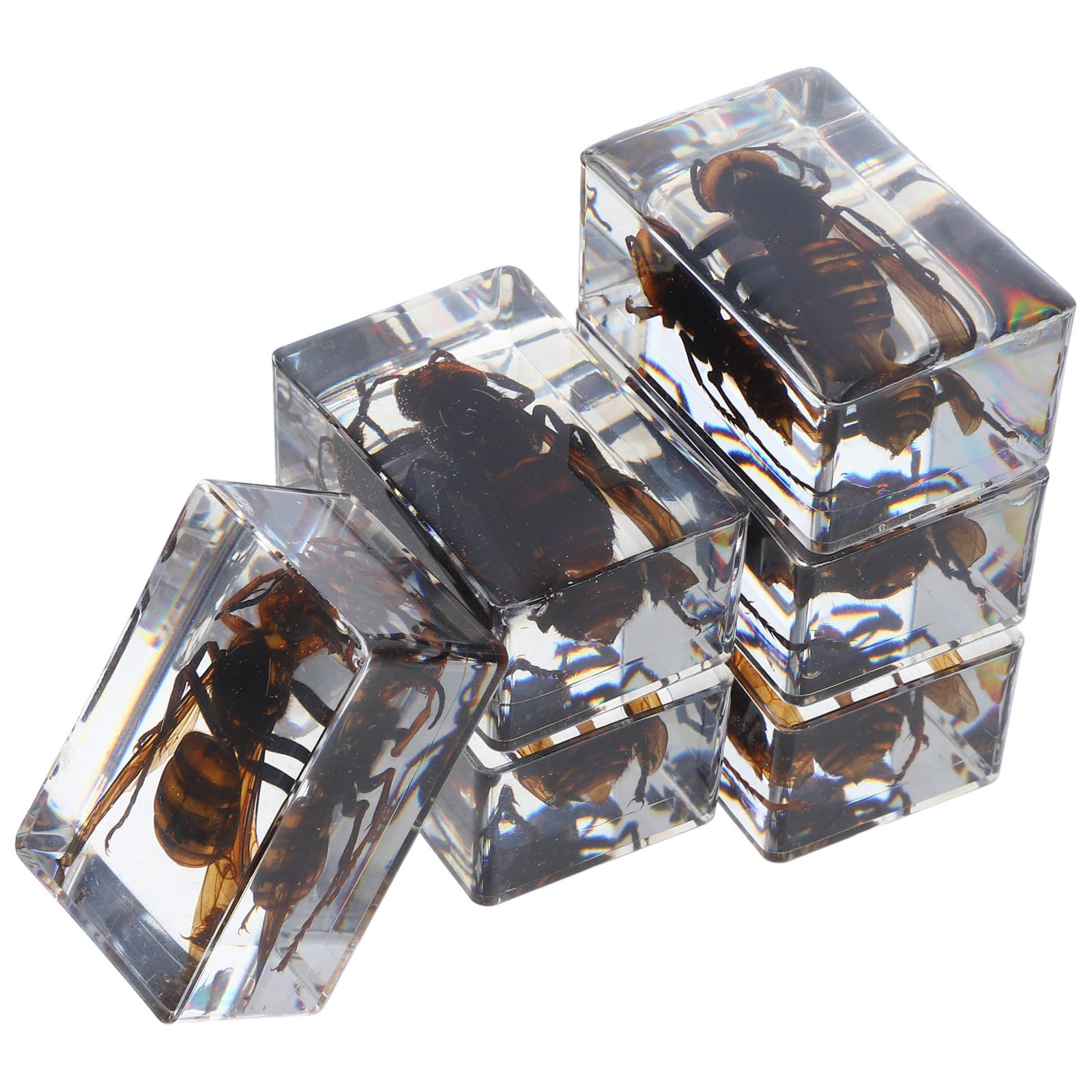 Pisapapeles de resina con insectos CLISPEED, pack de 6 especímenes transparentes para escritorio 8