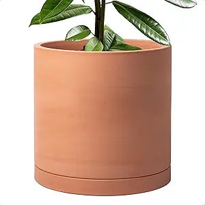Plant's Pot