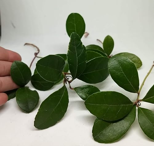 Miniatura 1 de Plantas de té vivo, paquete de 6