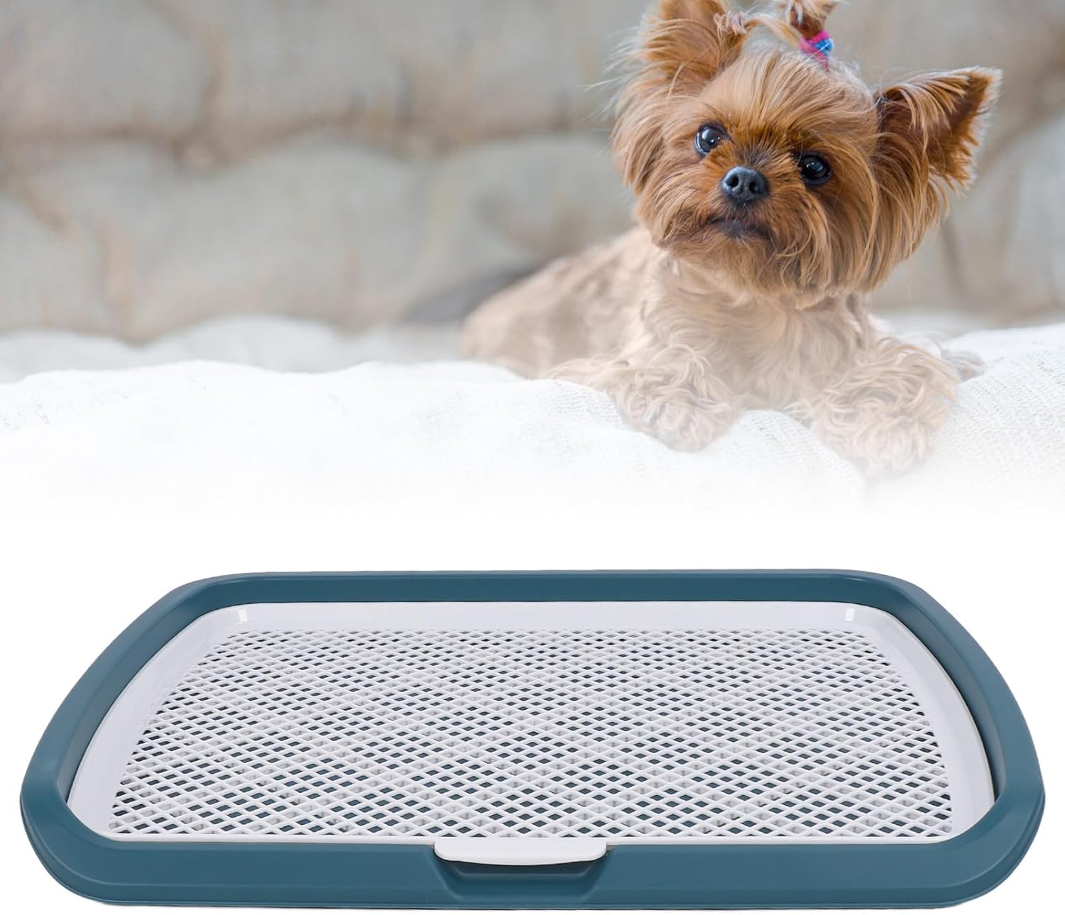 Detachable Puppy Potty Training Tray, Low Entry Design Mesh Dog Pee Pad Holder, Prevent Spill Potty Trainer Box for Small Pet, PP Polypropylene Material (Blue)