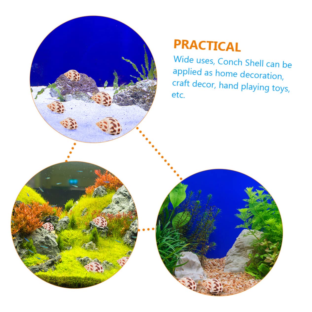 Zerodeko 2 Set Conchiglia Vuoto Substrato Spiaggia Decorazioni per Bomboniere Decorazioni Marine Decorazione di Conchiglie Dell'acquario Materiale di Riempimento del Guscio 160 Pezzi * 2