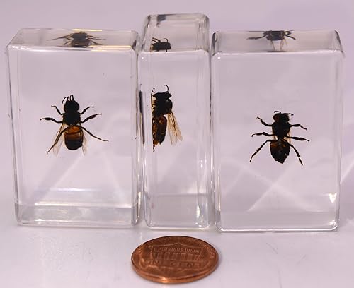 Miniatura 3 de Abeja de abeja real de abeja de abeja de 1.732 in en resina de lucita, espécimen preservado de insectos, taxidermia, colección de manualidades para