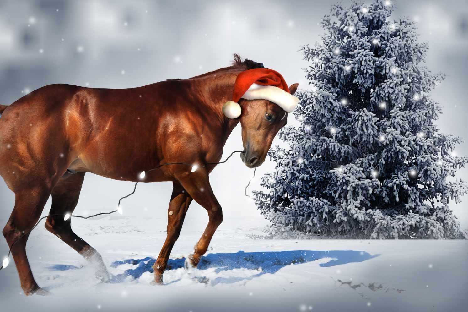 AMKA Bonnet de Noël pour chevaux avec ouverture aux oreilles Rouge/blanc