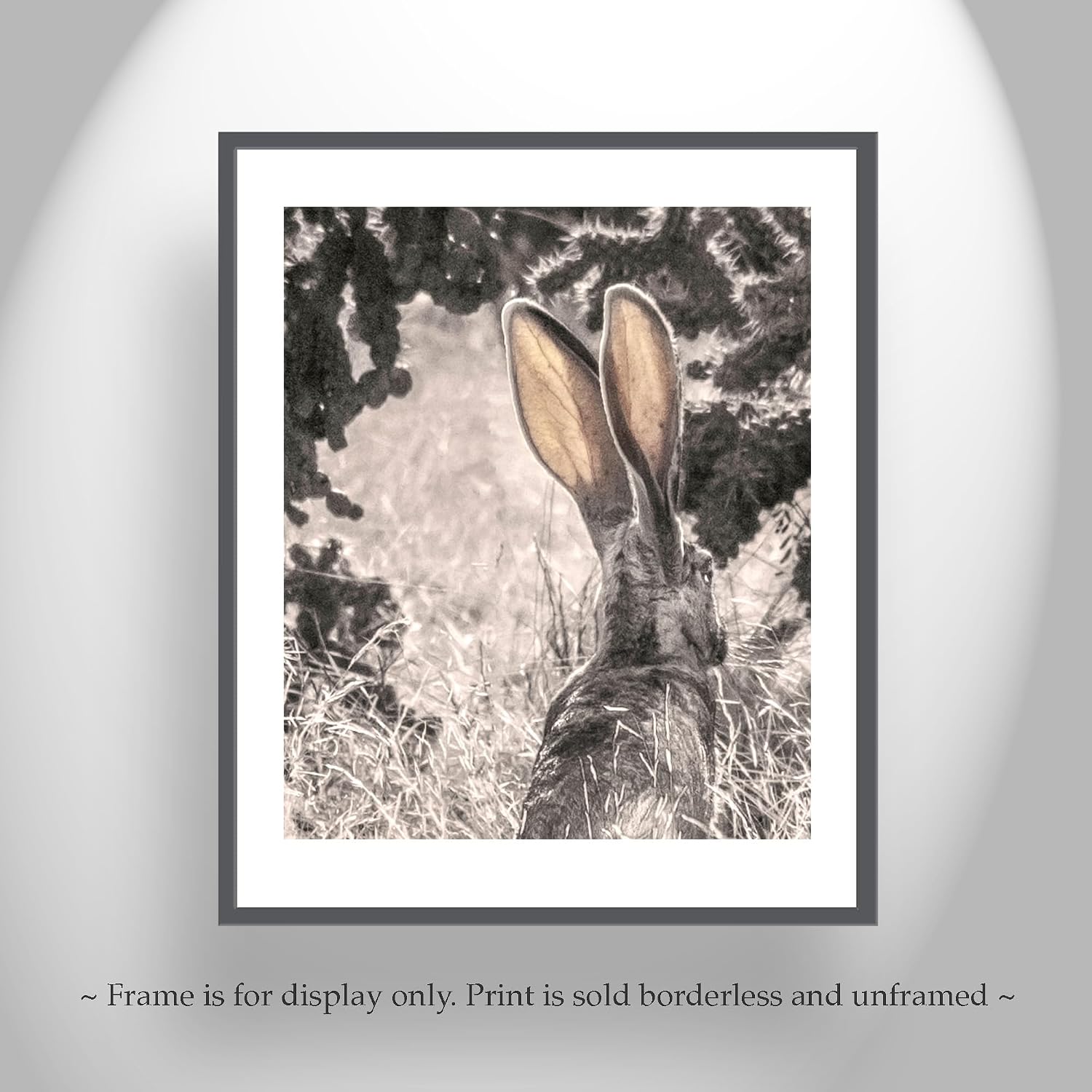 Desert Jackrabbit Art Print | Tucson Arizona Wildlife Photograph with Cholla Cactus