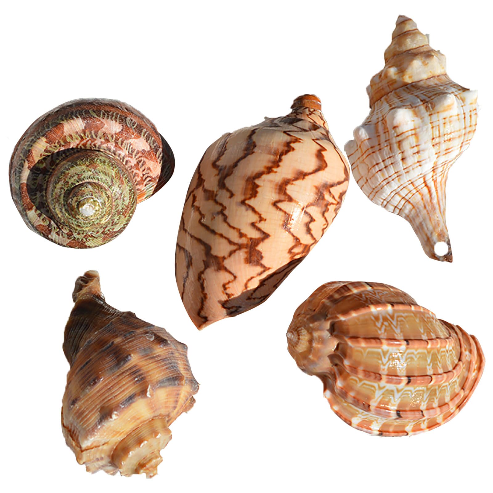 LuMOUzhou Hermit Crab Shells