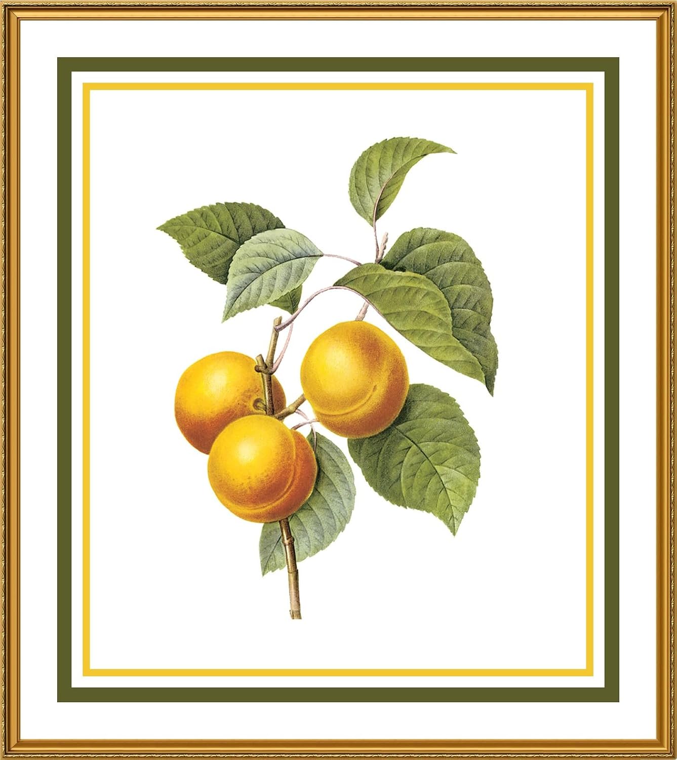 Orenco Originals Apricots Botanical by Redoute Counted Cross Stitch Pattern