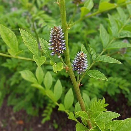 Miniatura 5 de CHUXAY GARDEN Regaliz, regaliz, Glycyrrhiza Glabra 20 semillas de hierbas perennes leguminosas plantas de condimentos ideales para contenedores