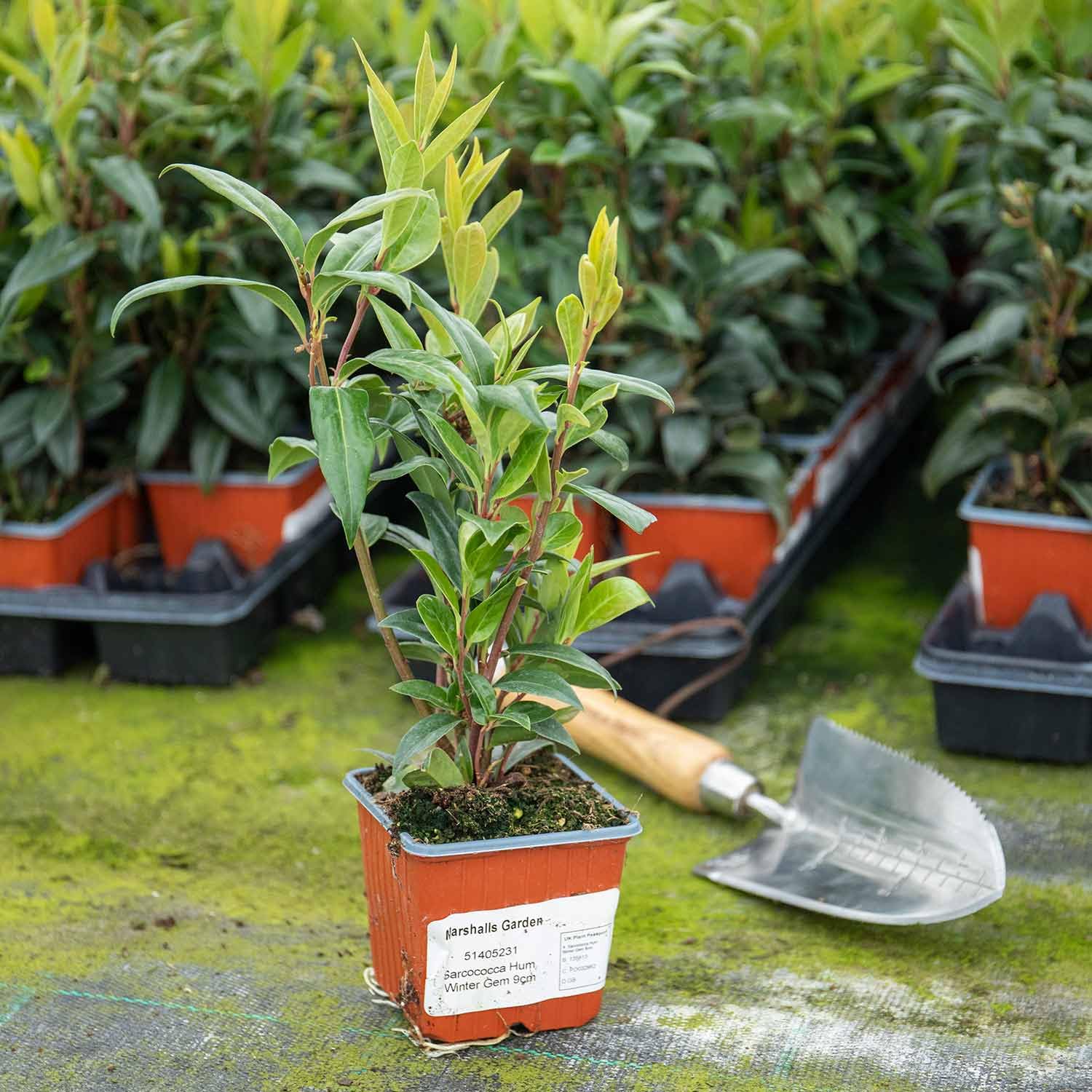 Sarcococca hookeriana 'Winter Gem' - Evergreen Fragrant Winter-Flowering Shrub (Hardy H5) 9cm Plant