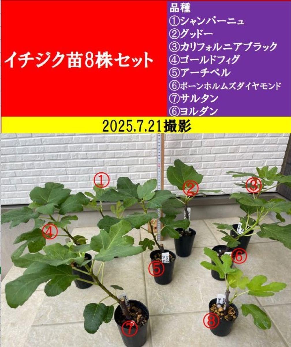 イチジク苗木 「Saio di Monaco」⑨ 5号挿し木苗 FigsArt byNikkyからの枝