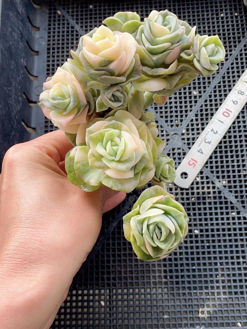 ラブリーローズ錦　古株群苗　 白斑入り　レア　エケベリア 多肉植物　12頭 ラブリーローズ錦 古株群苗 白斑入り レア エケベリア 多肉植物 12頭