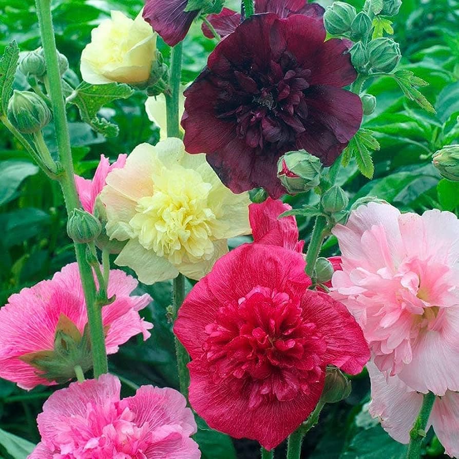 Hollyhock flower seeds all colour,high germination (26 seeds) (B0CHK22R5R) Amazon Price History, Amazon Price Tracker