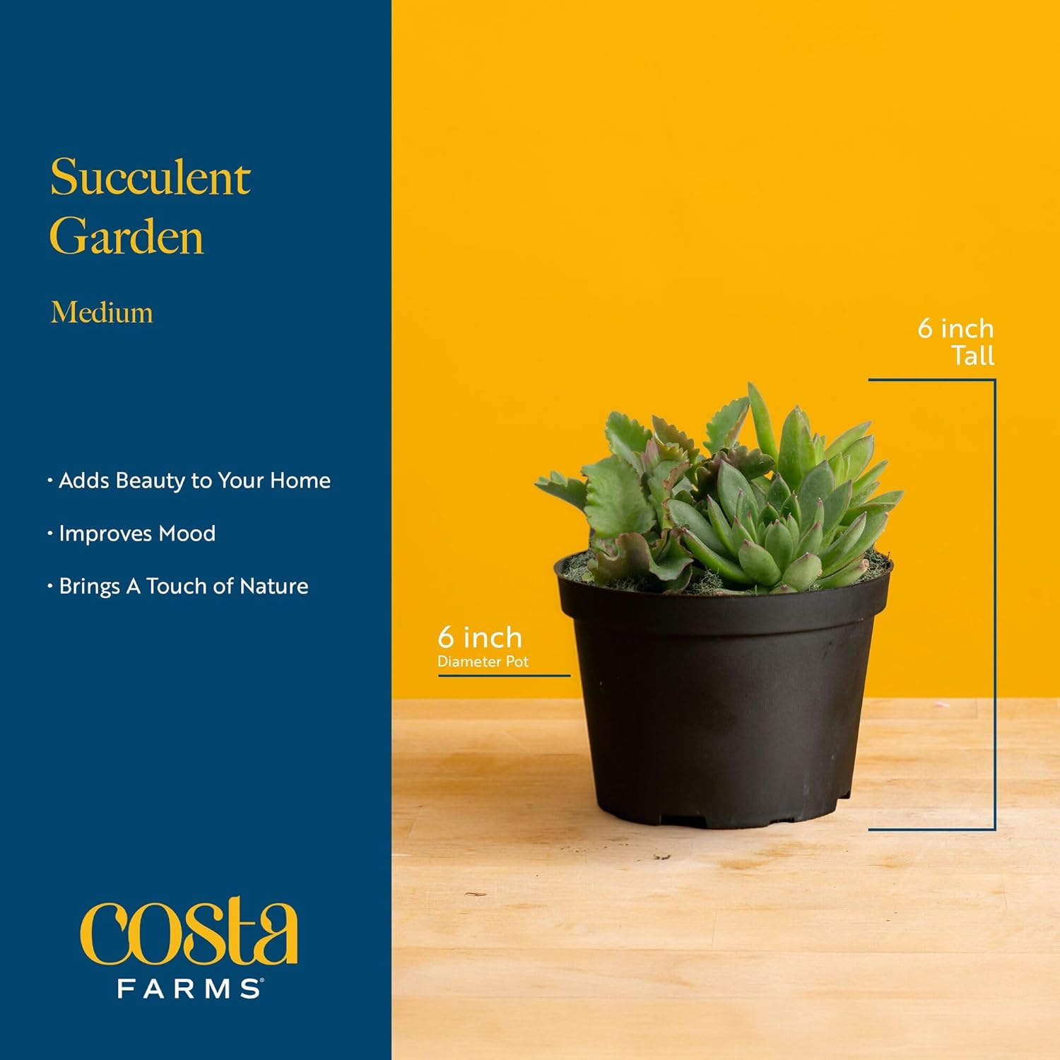 Costa Farms Mini Succulent Live Plants in Decorative Garden Pot, Easy to Maintain Small Indoor Houseplant, Home, Room, or Office Decor, Great House Warming or Birthday Gift, 6 Inches Tall