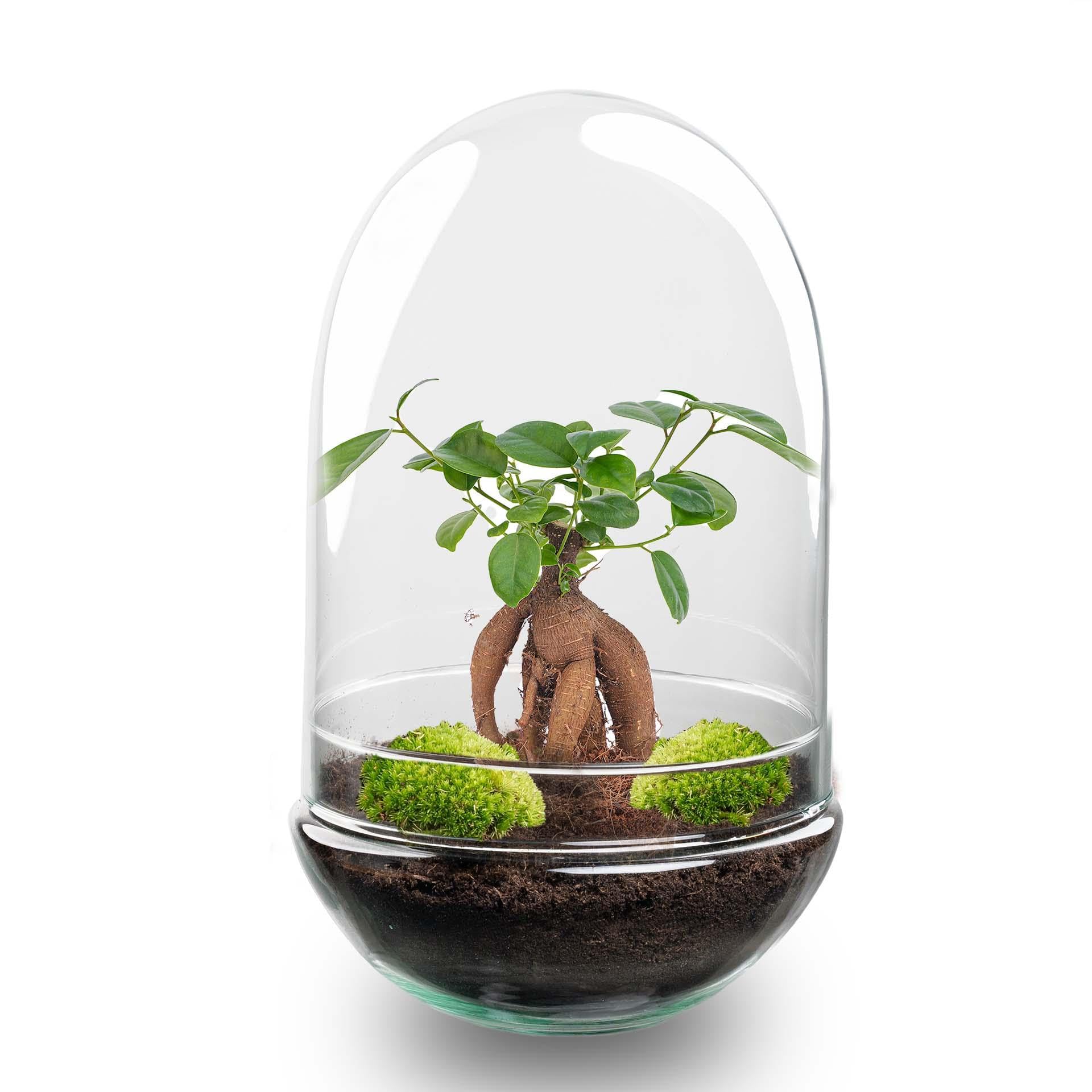 Terrario DIY de Cristal, Transparente, Ficus Bonsai, Ø 17.5x30 cm