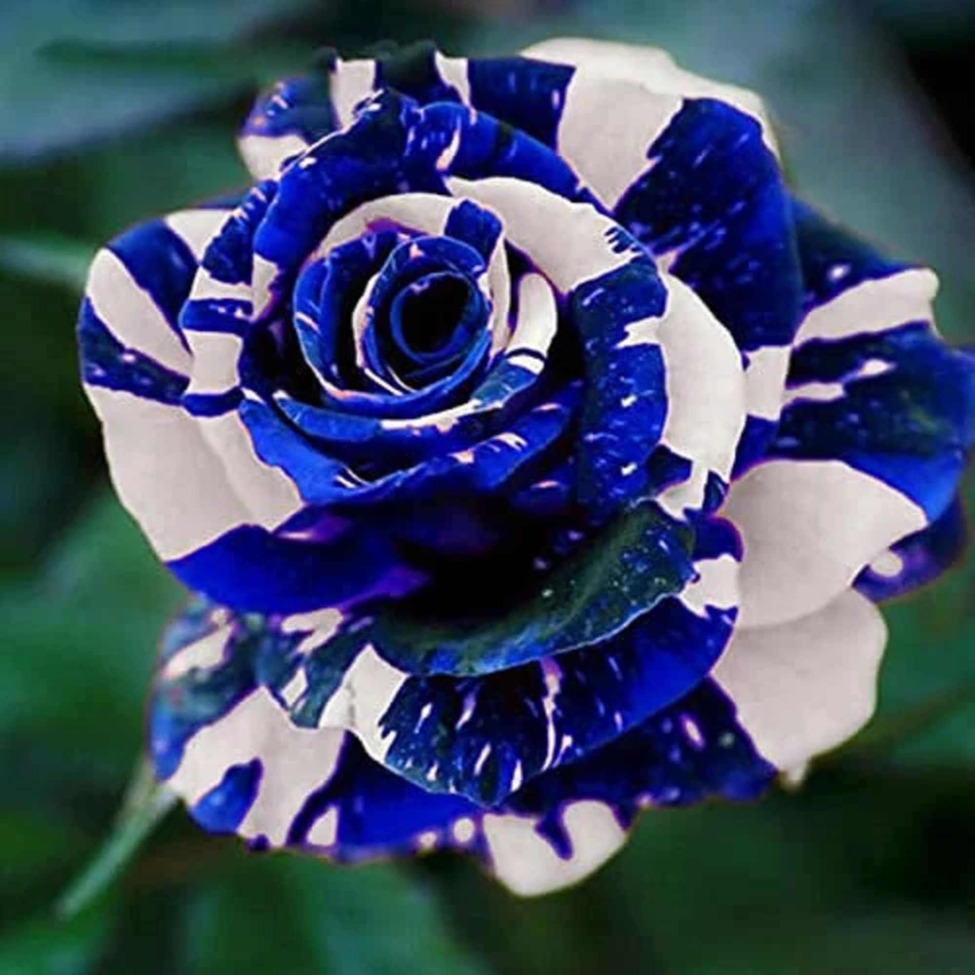 CHUXAY GARDEN Blue Dragon Rose Rosa Seed 20 Seeds Striking Beautiful Blue Stripe Rose Attract Butterflies and Bees Exotic Charm Bicolour Flowers
