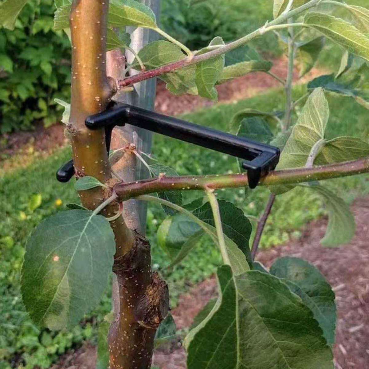 Toddmomy 2 Sätze Pflanzenzweig Biegemittel Verstellbare Clips Für Formgebung Von Obstbäumen Und Blumen Für Pflanzen Training Unterstützung Wachstums 25 Stücke * 2