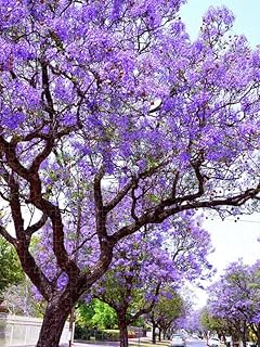 6"+ Jacaranda Tree Plant Live Brazilian Mimosifolia - Blue Purple Flowering Outdoor | No Pot