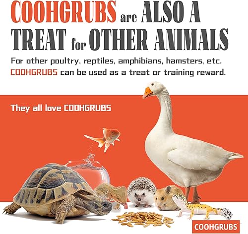 Vista 7 de Larvas secas de mosca soldado negro de 2 libras – Alimento de pollo alto en proteínas con más calcio que los gusanos de la harina para pollos