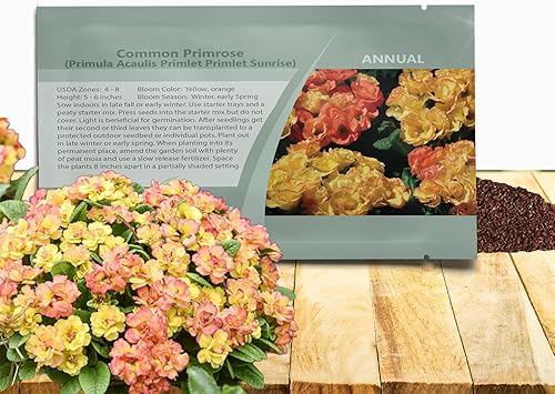 Outsidepride 10 semillas anuales Primula común Primrose Primlet Yellow Sunrise Flower Seeds para plantar