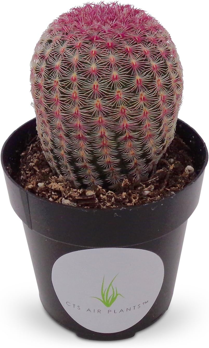 Rainbow Hedgehog Cactus-Echinocereus Rigidissimus v Rubrispinus