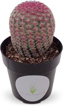 Rainbow Hedgehog Cactus-Echinocereus Rigidissimus v Rubrispinus