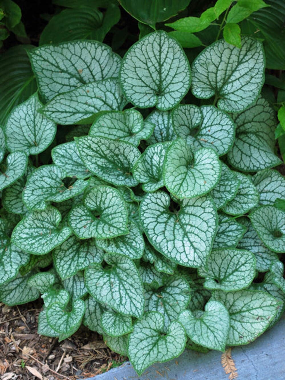 Perennial Farm Marketplace Brunnera m. 'Sea Heart' (False Forget-me-not) Perennial, Size-#1 Container, Silvery-Green Leaves with Pink and Blue Flowers