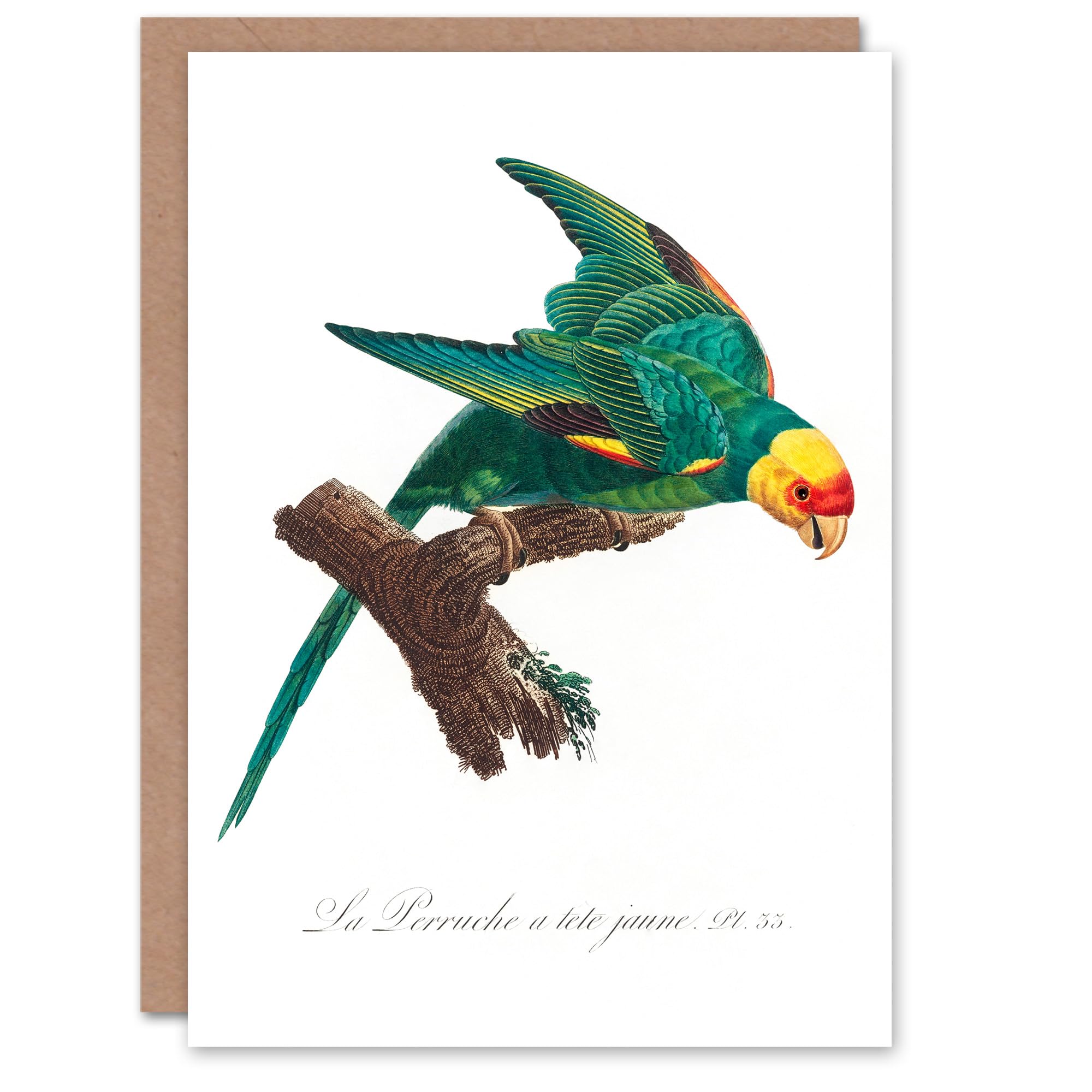 Artery8 Francois Levaillant Art Card The Yellow Crowned Parakeet