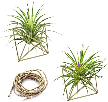 Hanging Air Plants Holders, 2Pcs Metal Air Plant Hangers for Small to Medium Sized Air Plants, Himmeli Geometric Planter to Add a Sense of Style and Relaxation for Home Office 2pcs, Gold