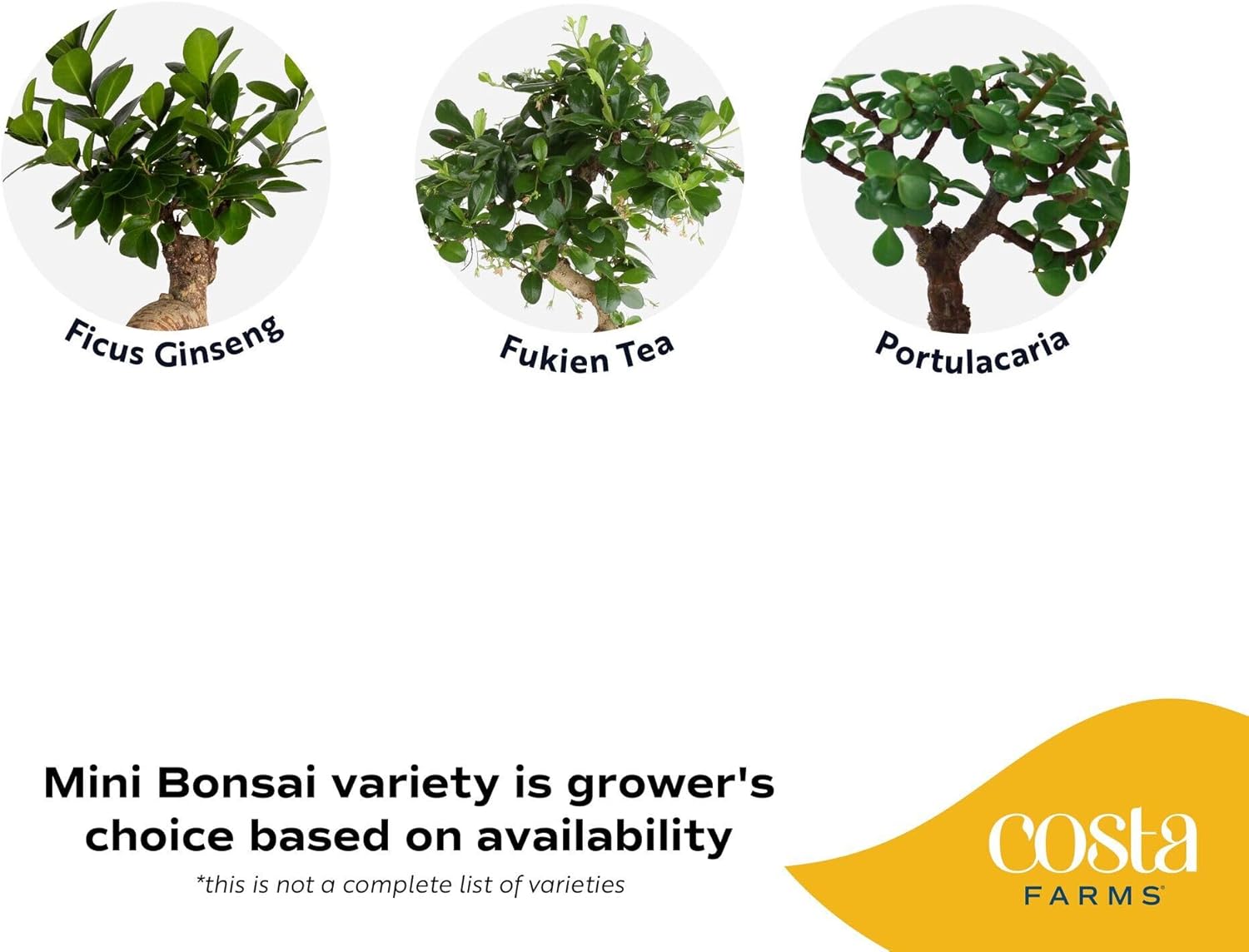 Costa Farms Bonsai Miniature Tree Live Plant in Decorative Pot, Indoor Houseplant, Perfect for Home, Room, or Office Decor, Great House Warming or Birthday Gift, 7-10 Inches Tall