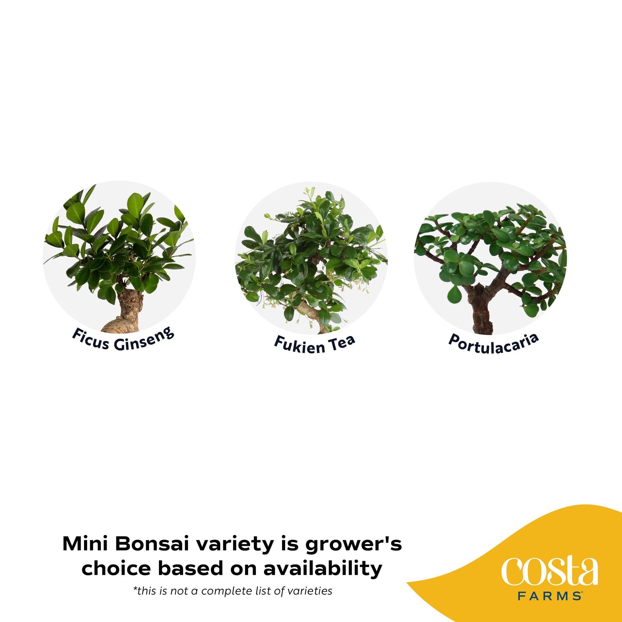 Amazon.com: Costa Farms Bonsai Miniature Tree Live Plant in Decorative Pot,  Indoor Houseplant, Perfect for Home, Room, or Office Decor, Great House  Warming or Birthday Gift, 7-10 Inches Tall : Grocery &