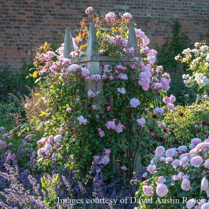 ドイリー1127❤️真紅薔薇、ローズ薔薇のエレガントドイリー✨大判80×44㎝ ドイリー1127❤️真紅薔薇、ローズ薔薇のエレガントドイリー