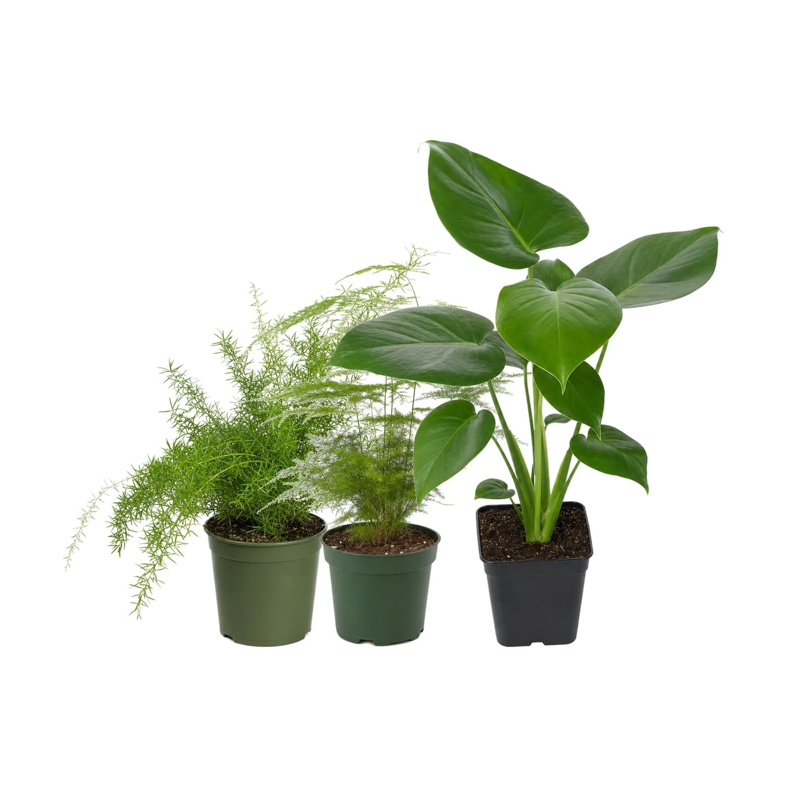 DECOALIVE Pack 3 Plantas Naturales: Follajes y Texturas