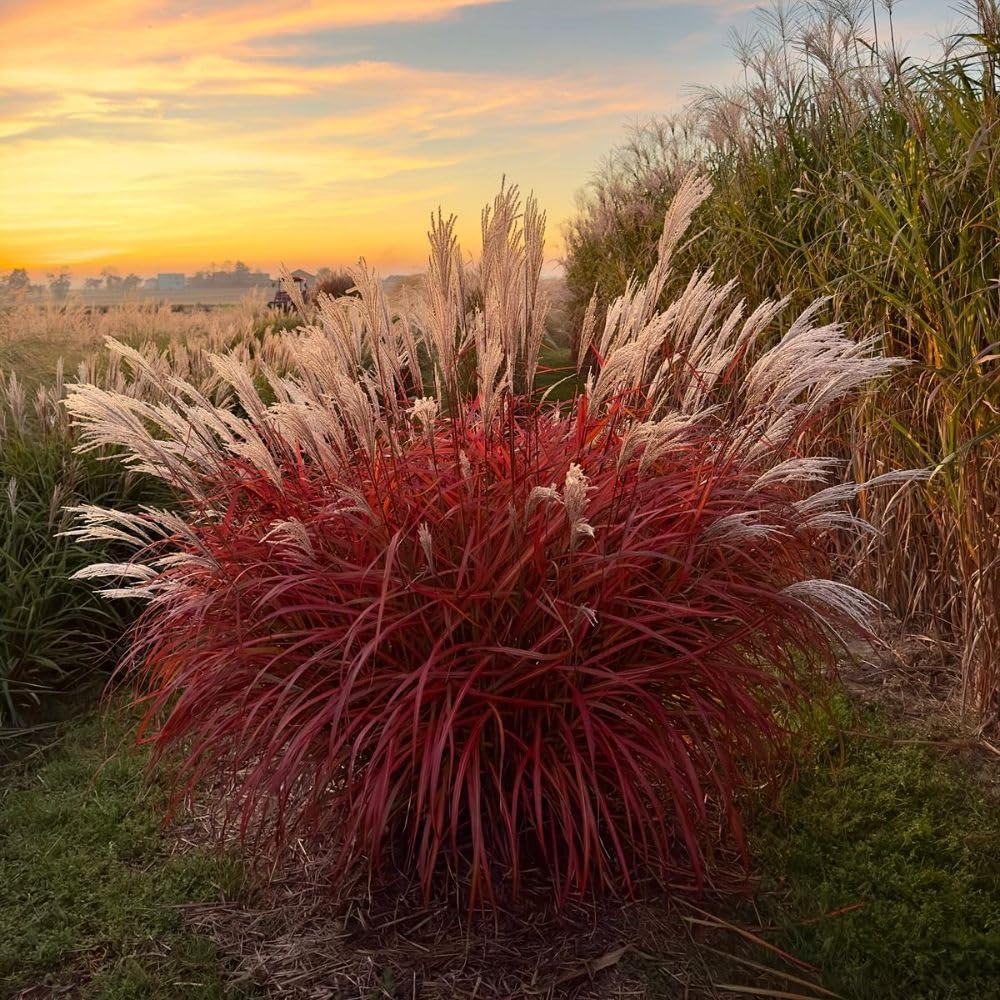 Miscanthus Grass 'Lady in Red' - Ornamental Grass for Stunning Autumn Colour and Winter Interest, 9cm Pot x 1. Thompson & Morgan