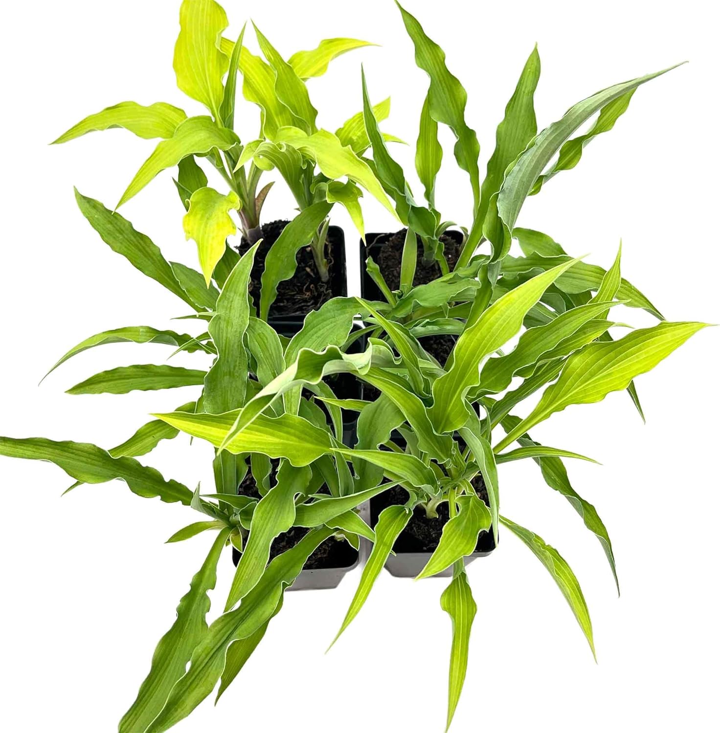 6 Curly Fries Hosta – Compact, Shade-Loving Perennial with Unique Curled Blue-Green Leaves for Borders, Containers & Garden Beds – (Hosta 'Curly Fries') in 2.5″ Cubes, Live Plants