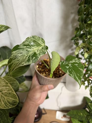 Amazon｜JolieNursery（ジョリーナーセリー）斑入りモンステラ デビル