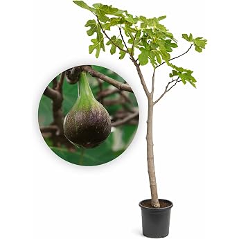 Winter Hardy Fig Tree XXL 'Brown Turkey' 170 cm - 180 cm - Self-Fertilising - Ficus Carica - Fig Edible - Fig Tree Hardy to -17 C - Fig Tree