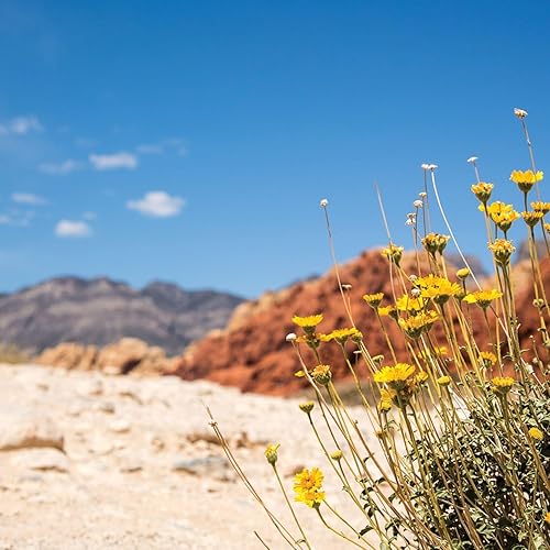 Miniatura 2 de Pour Moi Equilibrador hidratante (condiciones secasáridas)  Hidratante, antienvejecimiento, sin aceite para todo tipo de piel en condiciones secas