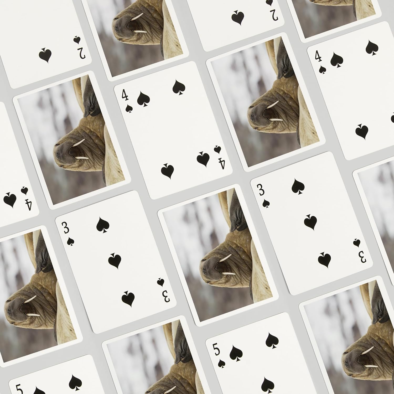 Lantern Press Walrus, 52 Playing Cards for Adults, Poker Size Card Deck