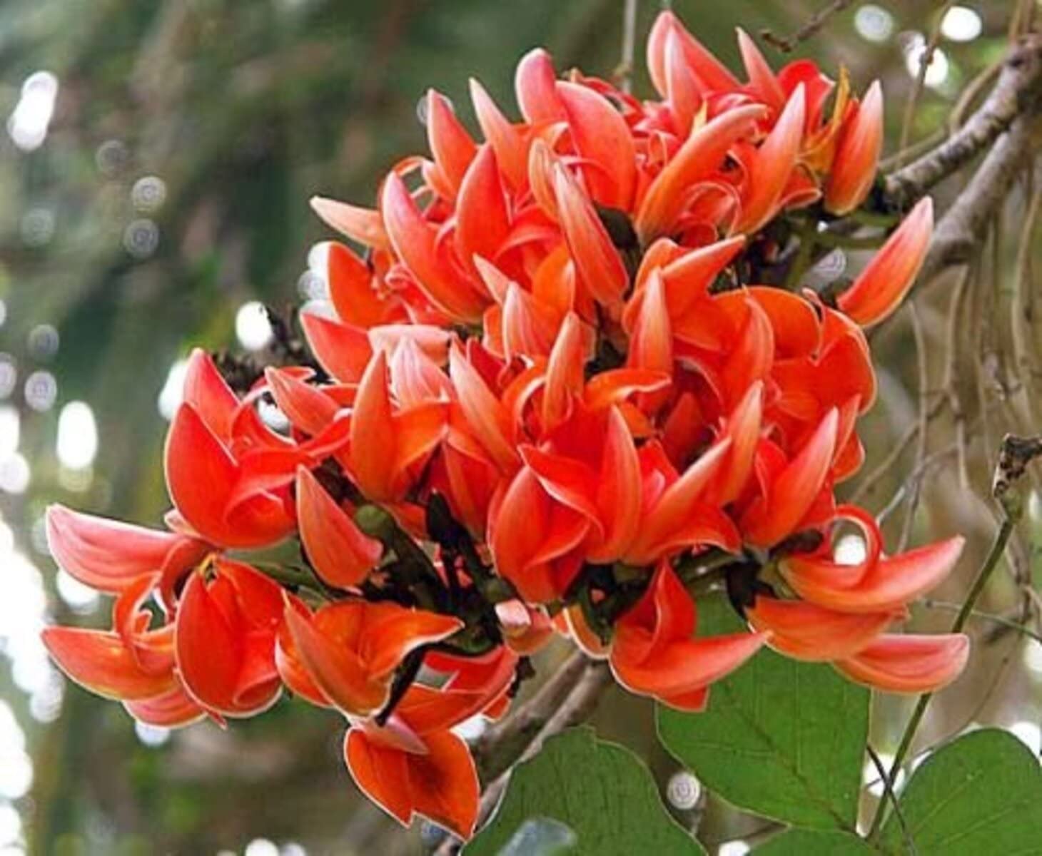 SRI SAI FORESTRY Butea monosperma Flame of Forest Sacred Tree Seeds for Avenue,Live Fencing,Garden Pack of 100 Seeds (B08LSCWGN3) Amazon Price History, Amazon Price Tracker