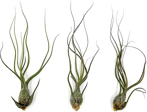 ragnaroc Plantas de aire vivas - Tillandsia Butzii Jumbo 7-9 pulgadas - 3 unidades - Llegada en vivo garantizada - Plantas de casa para decoración