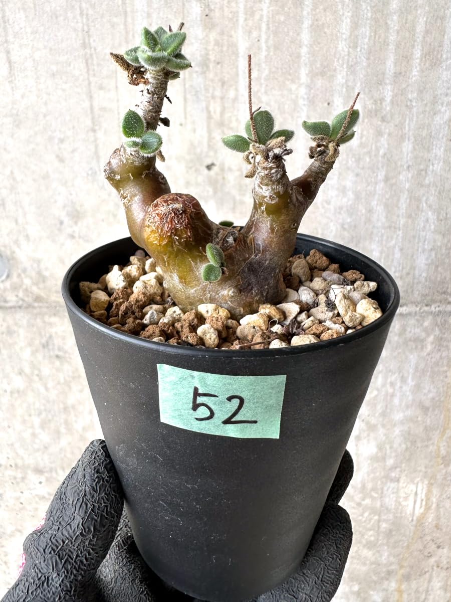 Amazon｜【現品限り】チレコドン・レウコスリクス【L52