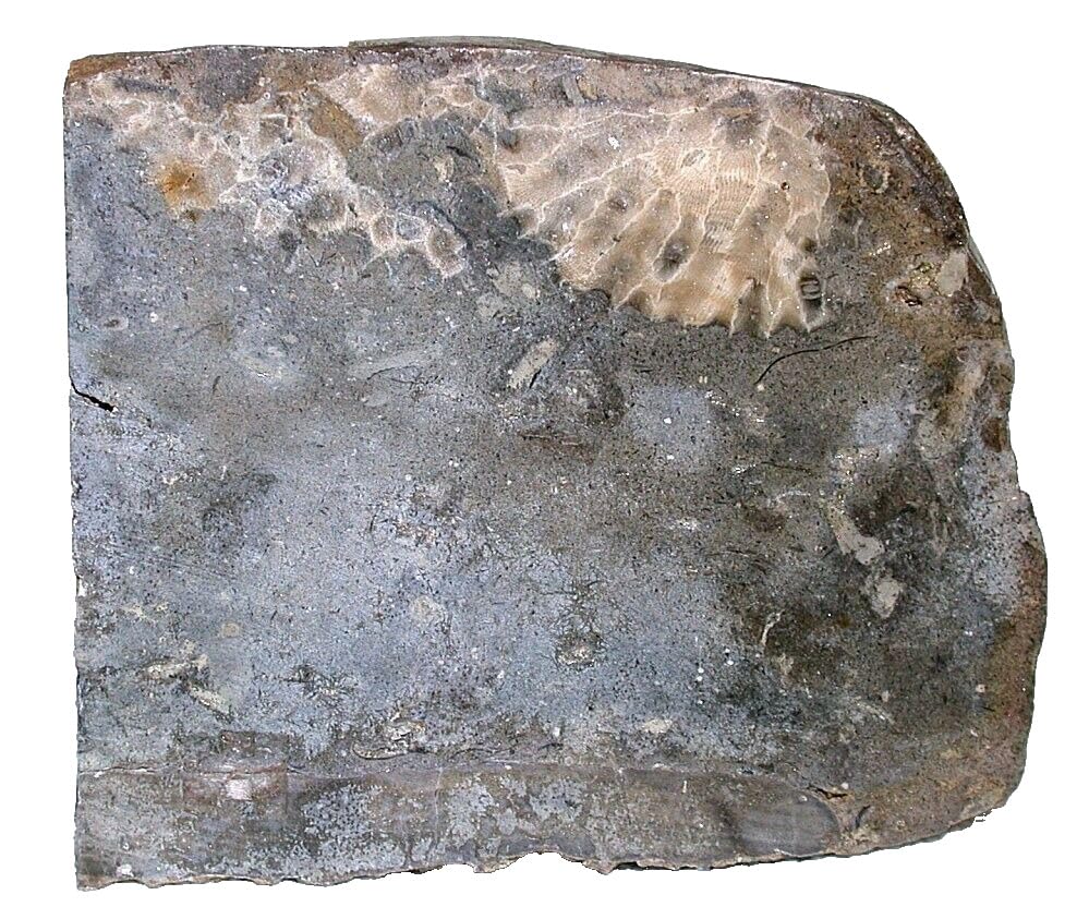 FossiI Specimen Large Plate Michigan 6 1/2 Inch x 5 1/2 Inch x 1 Inch FS1