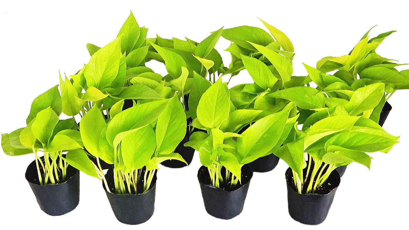Amazon | ポトス ライム（3号） 12ポットセット 観葉植物 苗 セット