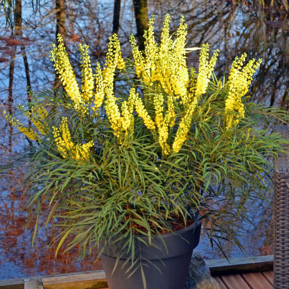 YouGarden Mahonia eurybracteata 'Soft Caress', Established Plant in a 19cm Pot, Ready to Plant