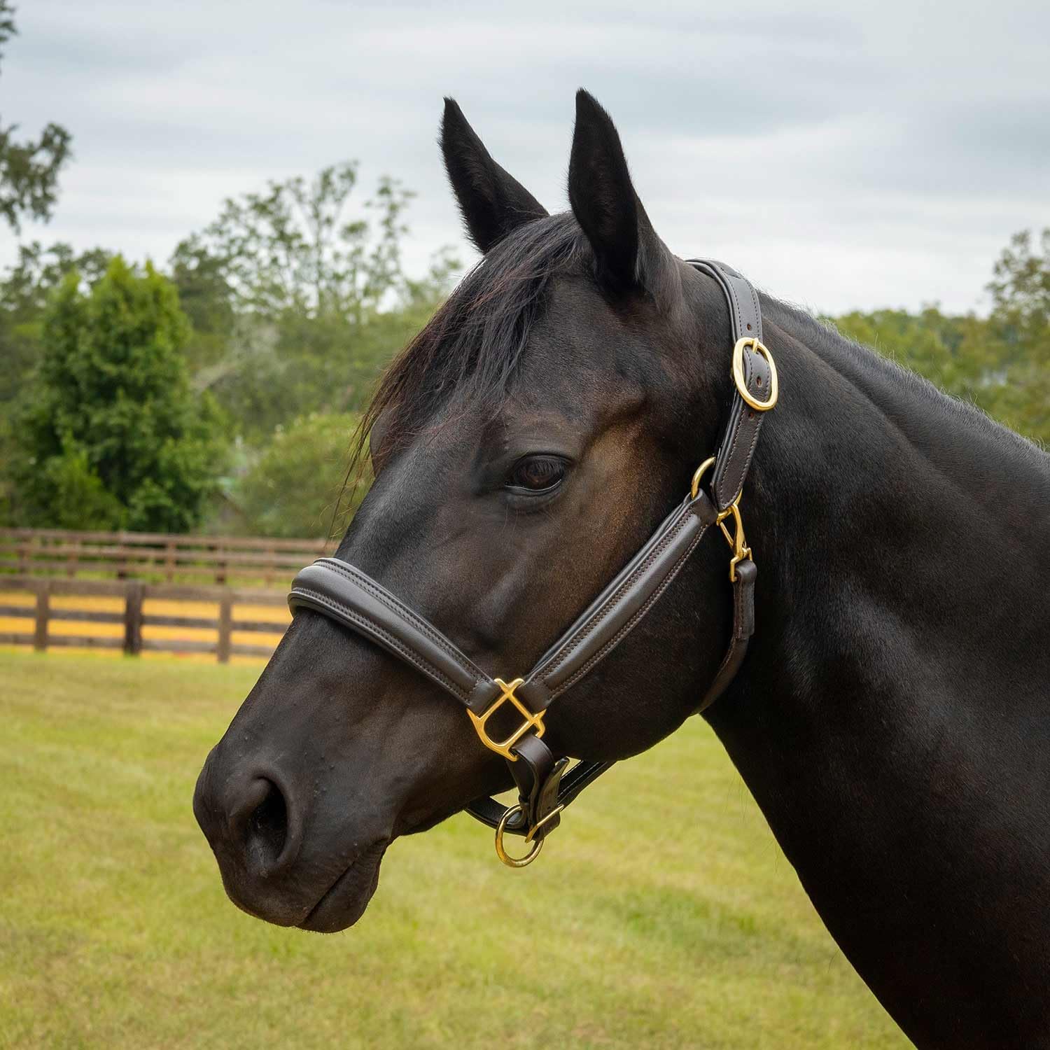 Jeffers Equine Softie Cabestro de cuero acolchado – Corona y nariz ajustables, broche de mejilla de liberación rápida, tachuelas de estilo inglés para entrenamiento, aseo, equitación, granero